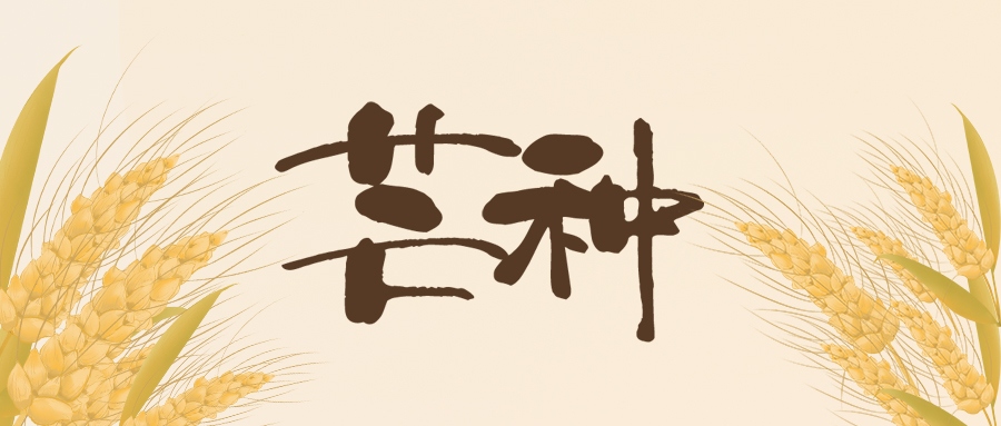 芒種 | 北收麥芒，南始插秧